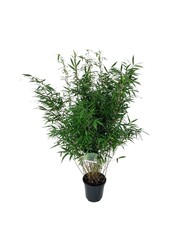 Bamboe Fargesia robusta Wenchuan