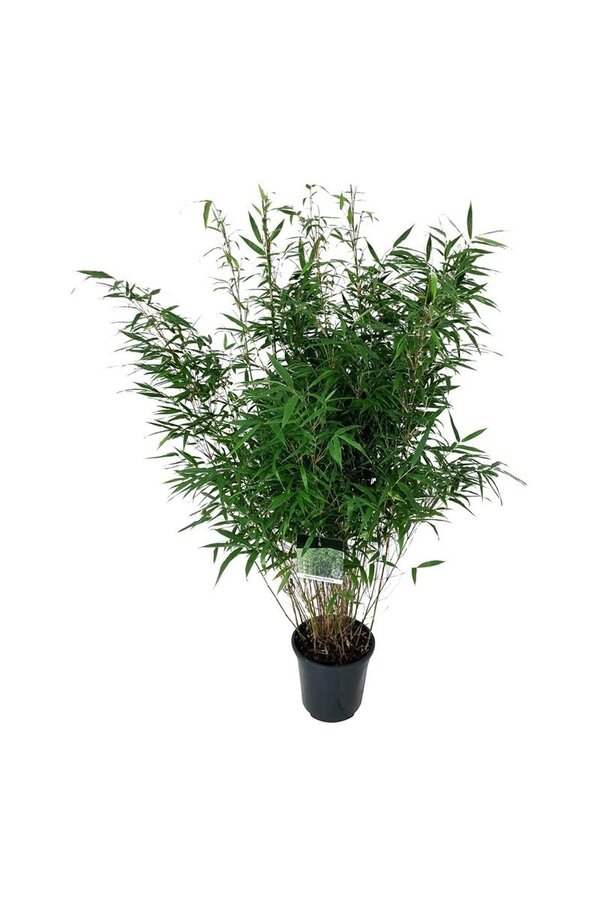 Bamboe Fargesia robusta Wenchuan