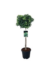 Japanse Notenboom Ginkgo biloba Mariken