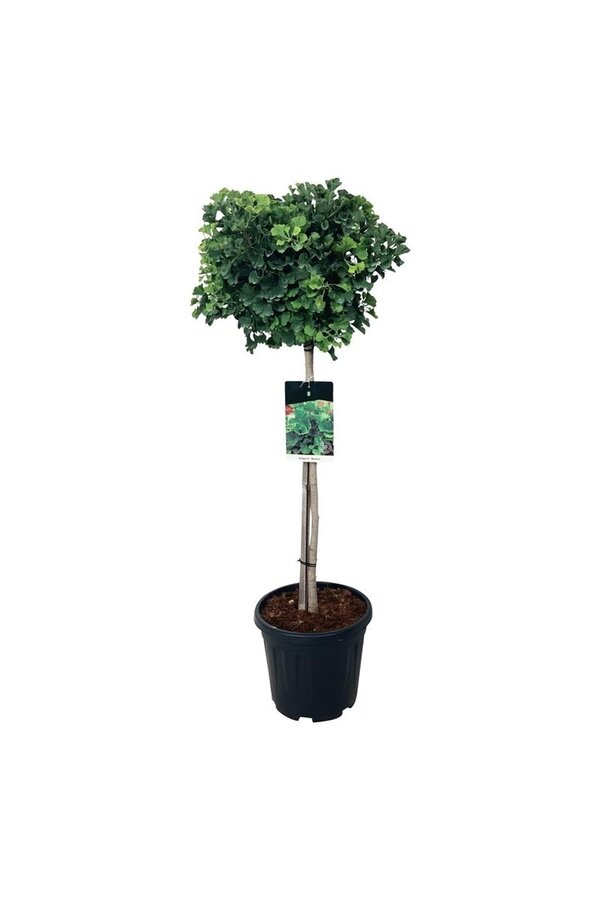 Japanse Notenboom Ginkgo biloba Mariken