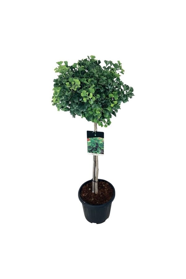 Japanse Notenboom Ginkgo biloba Mariken