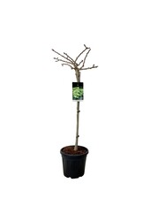 Japanse Notenboom Ginkgo biloba Mariken