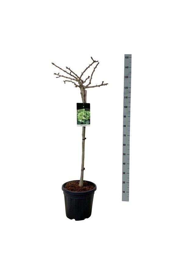 Japanse Notenboom Ginkgo biloba Mariken
