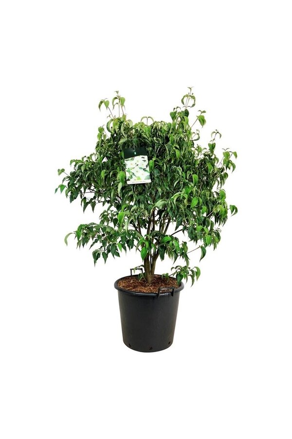 Cornouiller Cornus kousa Milky Way