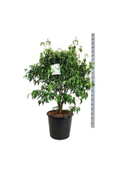 Cornouiller Cornus kousa Milky Way