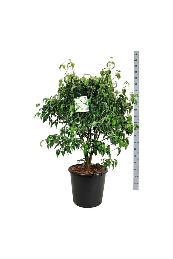 Cornouiller Cornus kousa Milky Way