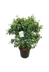 Cornouiller Cornus kousa Milky Way