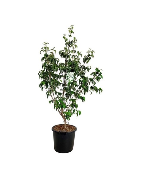 Cornus
