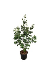 Cornouiller Cornus kousa Milky Way