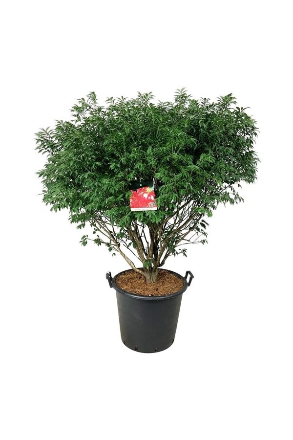 Fusain ailé Euonymus alatus Compactus