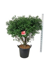 Fusain ailé Euonymus alatus Compactus