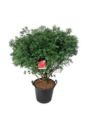 Fusain ailé Euonymus alatus Compactus