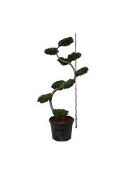 Larix kaempferi