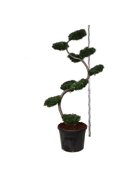 Larix