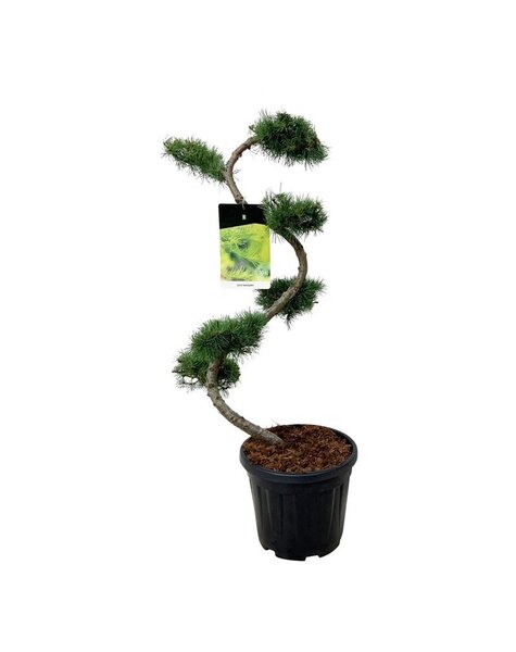 Larix
