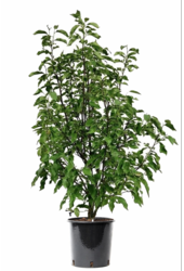 Magnolia Heaven Scent