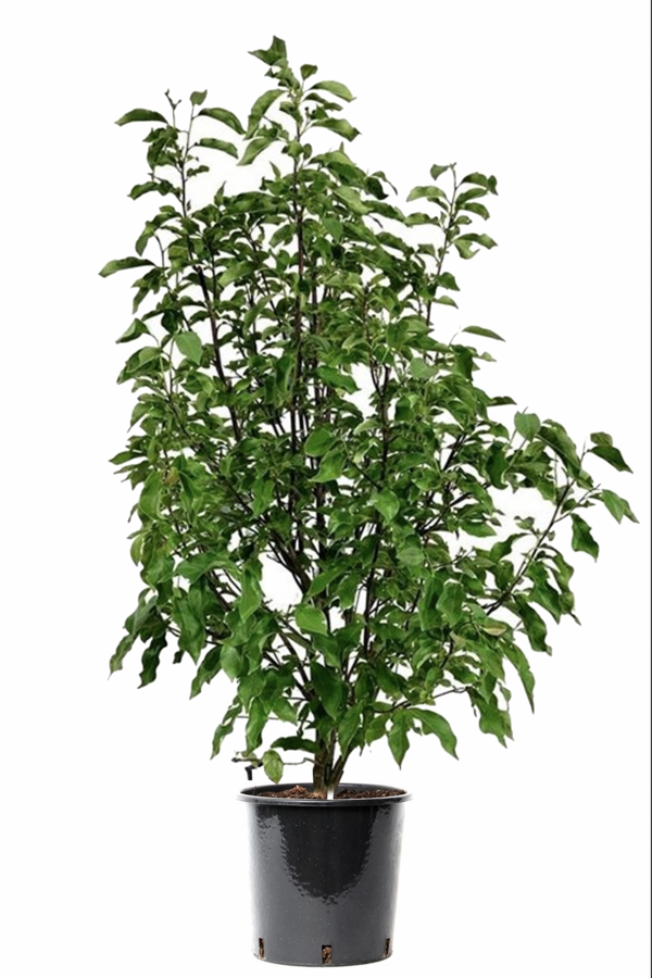 Magnolia Heaven Scent