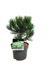 Denneboom Pinus Compact Gem