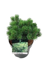 Denneboom Pinus mugo Mops