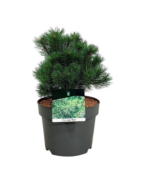 Pinus