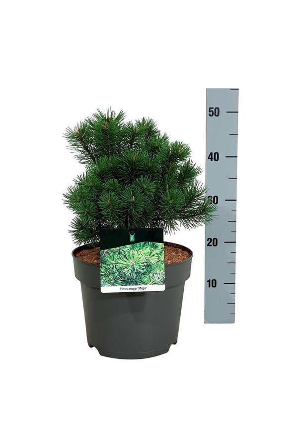 Denneboom Pinus mugo Mops