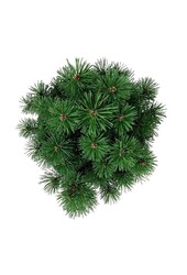 Denneboom Pinus mugo Mops