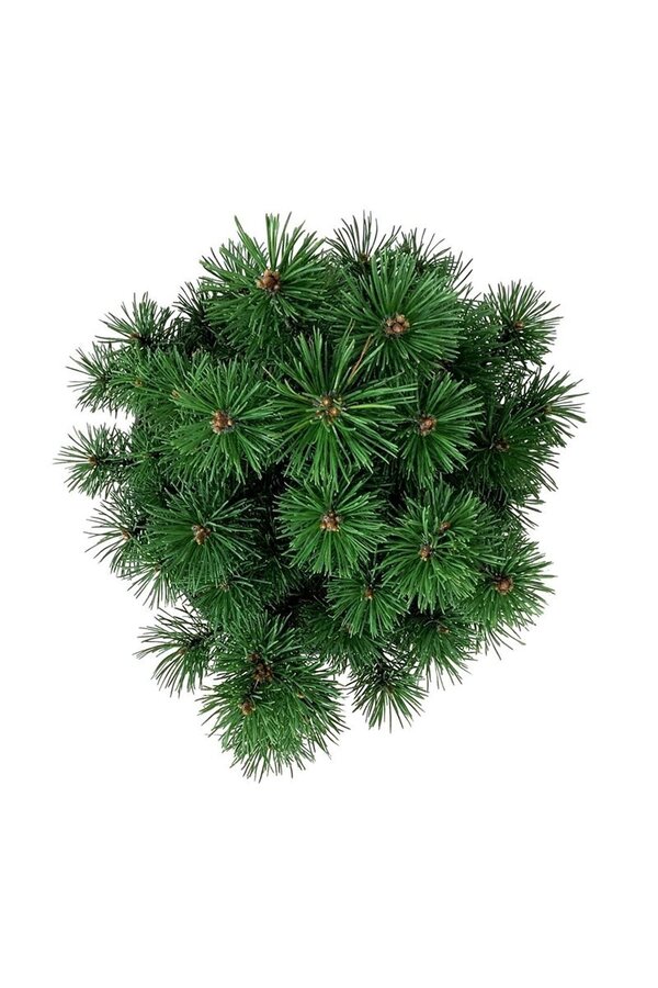 Denneboom Pinus mugo Mops