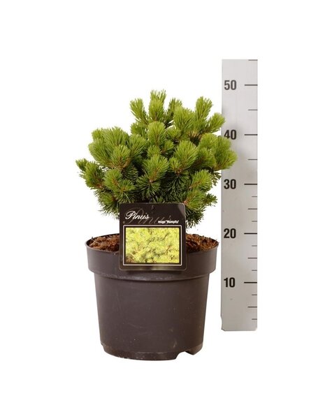 Pinus