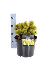 Denneboom Pinus mugo Winter Gold