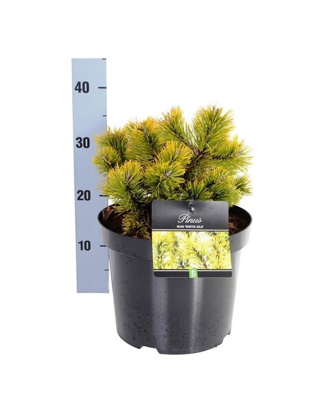 Pinus