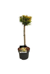 Denneboom Pinus mugo Winter Gold