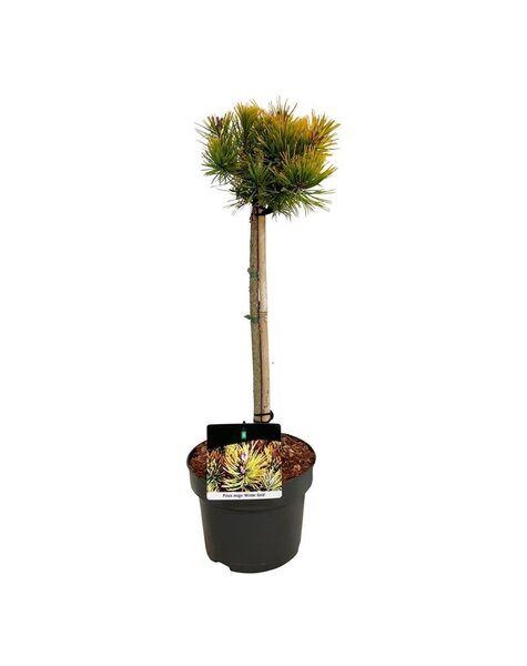 Pinus