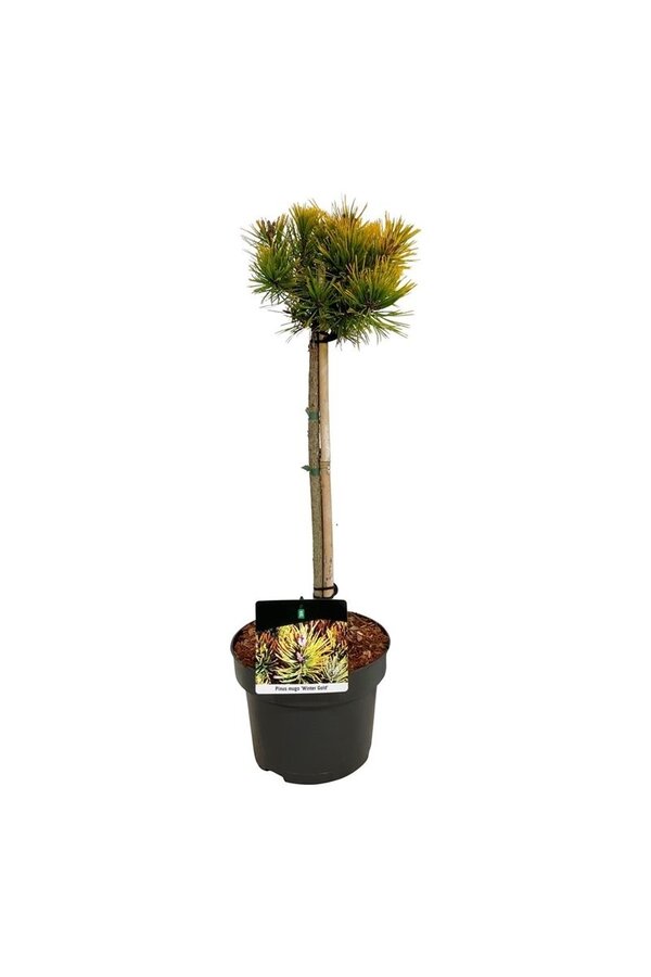 Denneboom Pinus mugo Winter Gold