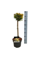 Denneboom Pinus mugo Winter Gold