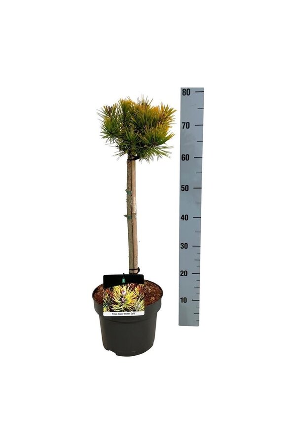 Denneboom Pinus mugo Winter Gold