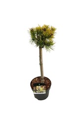 Denneboom Pinus mugo Winter Gold