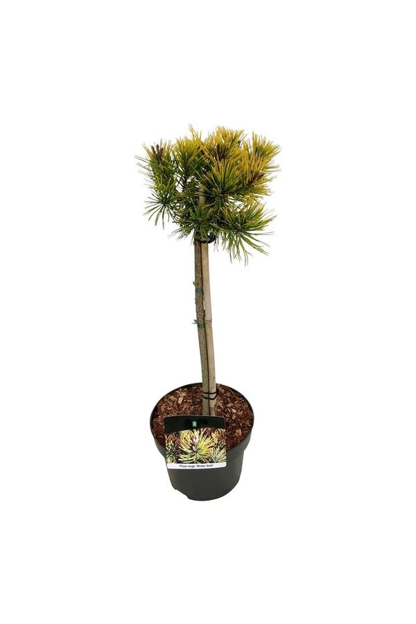 Denneboom Pinus mugo Winter Gold