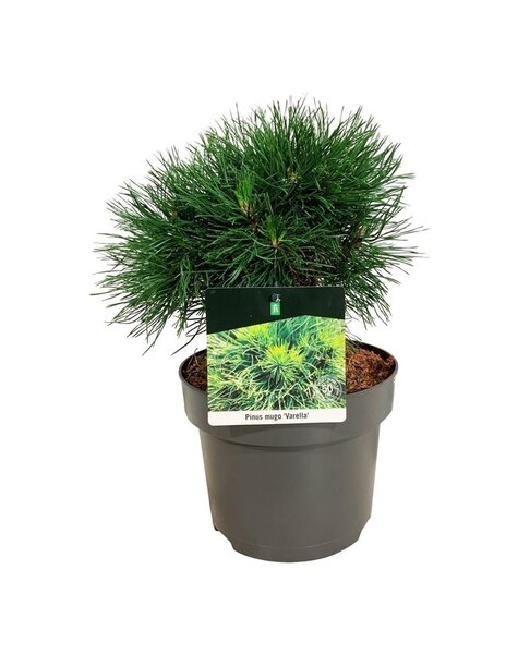 Pinus
