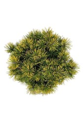 Denneboom Pinus mugo Winter Gold