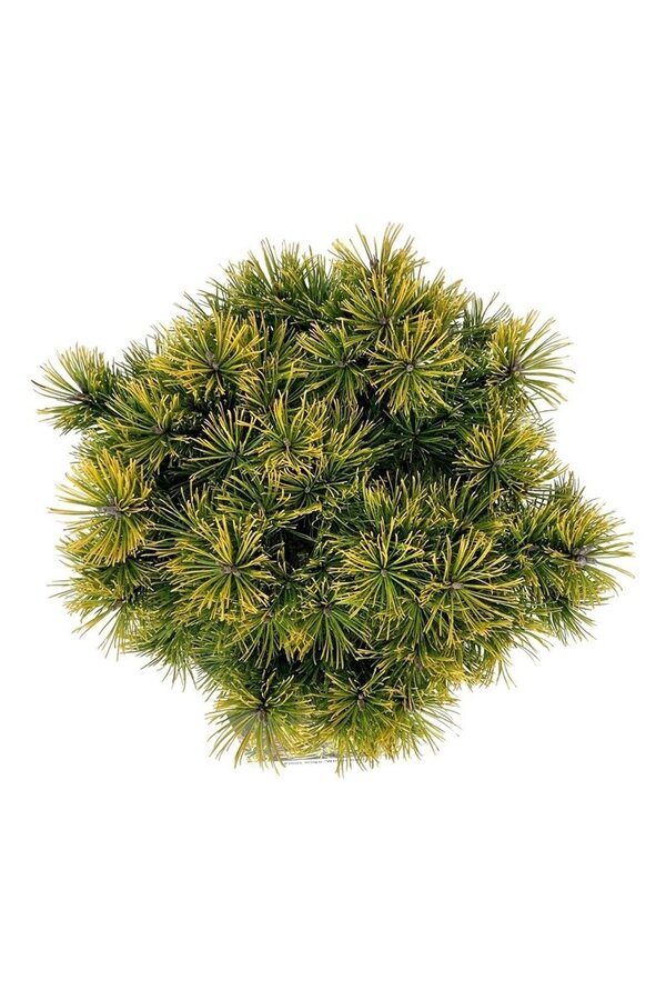 Denneboom Pinus mugo Winter Gold