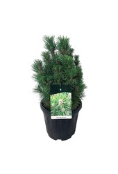 Denneboom Pinus nigra Richard