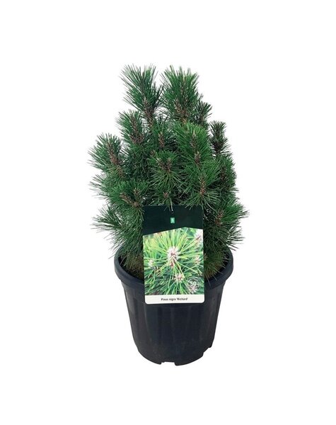 Pinus