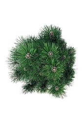 Denneboom Pinus nigra Richard
