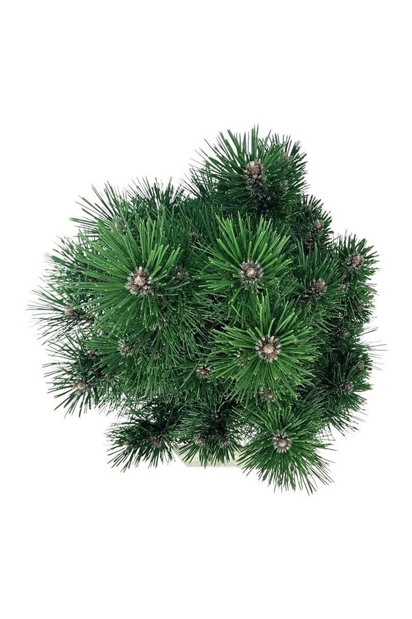 Pin Pinus nigra Richard