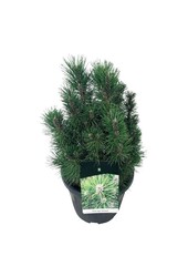 Denneboom Pinus nigra Richard