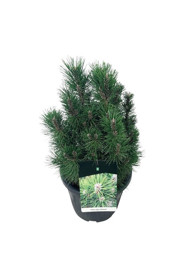 Denneboom Pinus nigra Richard