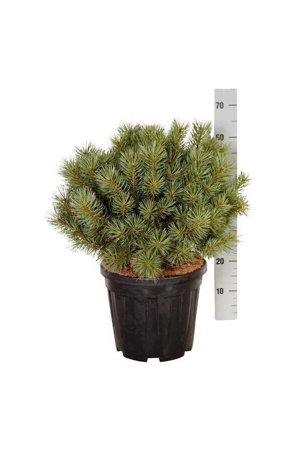 Denneboom Pinus Watereri