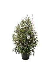 Sneeuwbal Viburnum Pragense
