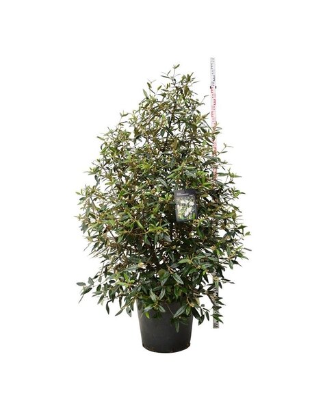 Viburnum