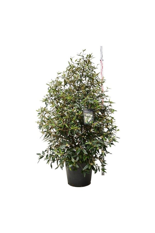 Sneeuwbal Viburnum Pragense